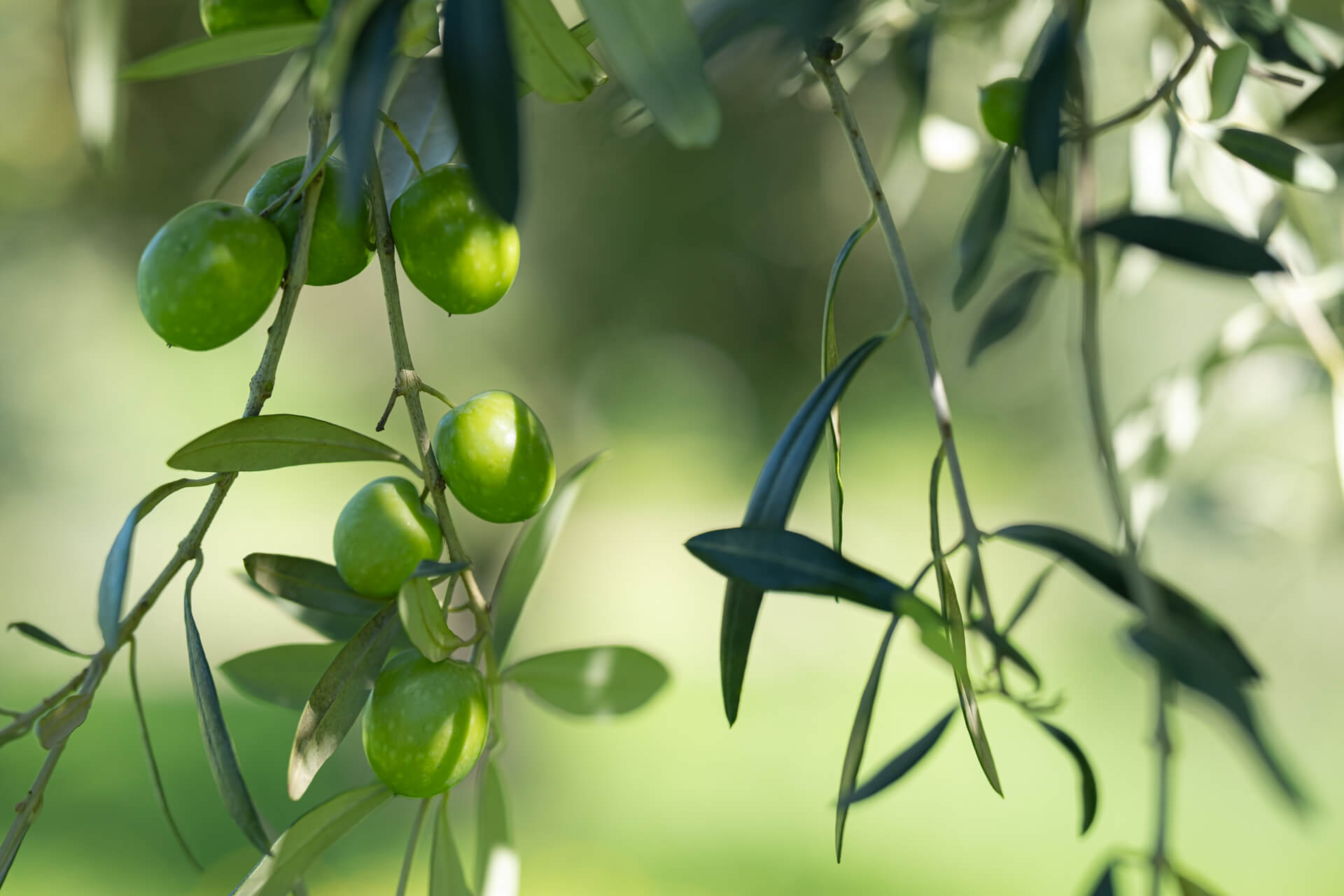 Olio e Prodotti Artigianali