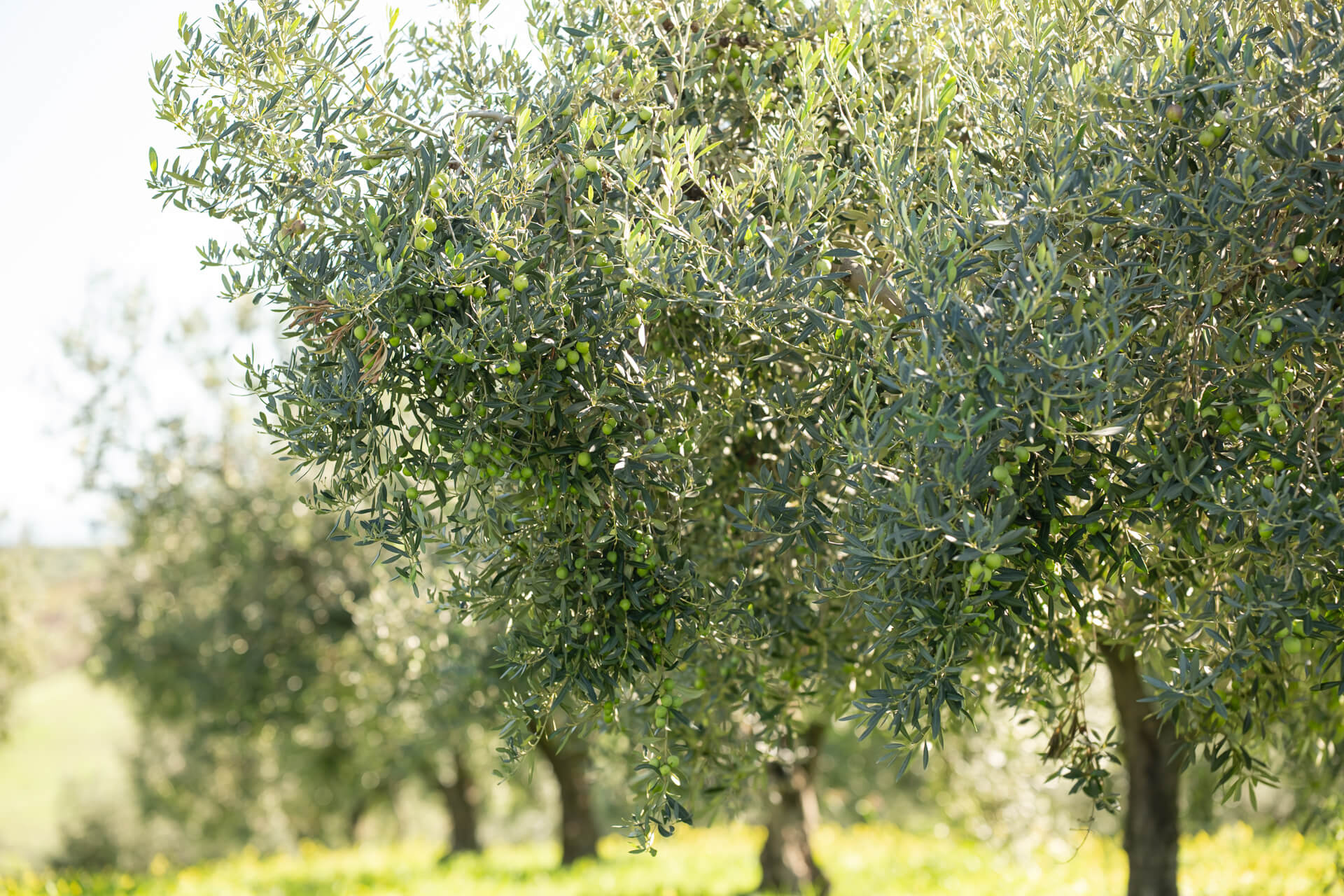 Olio e Prodotti Artigianali