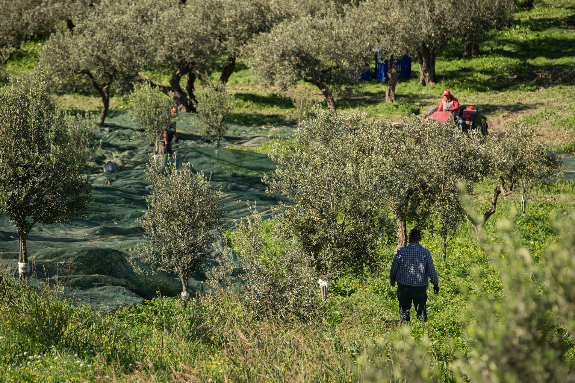 Olio e Prodotti Artigianali